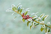 HIGHFIELD HOLLIES, HAMPSHIRE: CLOSE UP PLANT PORTRAIT OF RED, ORANGE, BERRIES OF HOLLY - ILEX MARY NELL, SHRUB, BERRY, FROST, WINTER, DECEMBER, PRICKLY, SPIKY