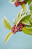 HIGHFIELD HOLLIES, HAMPSHIRE: CLOSE UP PLANT PORTRAIT OF RED, ORANGE, BERRIES OF HOLLY - ILEX MARY NELL, SHRUB, BERRY, FROST, WINTER, DECEMBER, PRICKLY, SPIKY