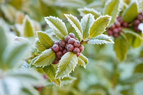 HIGHFIELD_HOLLIES_HAMPSHIRE_CLOSE_UP_PLANT_PORTRAIT_OF_RED_ORANGE_BERRIES_OF_HOLLY__ILEX_MARY_NELL_S