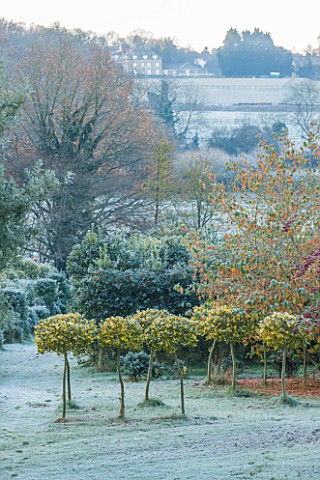 HIGHFIELD_HOLLIES_HAMPSHIRE_CHRISTMAS__HOLLIES_IN_THE_NURSERY_DUSTED_WITH_FROST_ILEX_AQUIFOLIUM_GOLD
