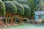 HIGHFIELD HOLLIES, HAMPSHIRE: WINTER - CHRISTMAS - FROSTY LAWN, BLUE SUMMERHOUSE AND CLIPPED TOPIARY MYRTLE - LUMA APICULATA, WINTER, DECEMBER, EVERGREENS, HEDGE, HEDGING