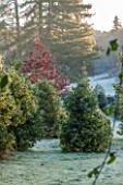 HIGHFIELD HOLLIES, HAMPSHIRE: WINTER - CHRISTMAS - MEDUSA GARDEN - FROSTY LAWN AND CLIPPED TOPIARY HOLLIES - PINUS NIGRA AT BACK. WINTER, DECEMBER, FROST, MORNING, EVERGREEN