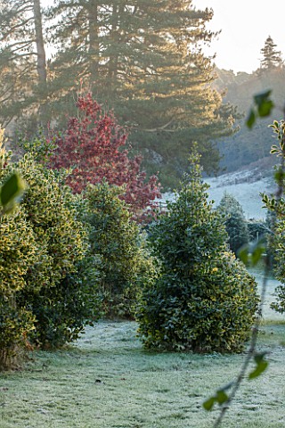 HIGHFIELD_HOLLIES_HAMPSHIRE_WINTER__CHRISTMAS__MEDUSA_GARDEN__FROSTY_LAWN_AND_CLIPPED_TOPIARY_HOLLIE