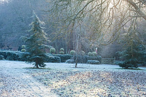 HIGHFIELD_HOLLIES_HAMPSHIRE_ILEX_CRENATA_HOLLY_HEDGE_WITH_CLIPPED_TOPIARY_SHAPES_ON_TOP_IN_FROST_EVE