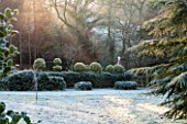 HIGHFIELD HOLLIES, HAMPSHIRE: ILEX CRENATA HOLLY HEDGE WITH CLIPPED TOPIARY SHAPES ON TOP IN FROST. EVERGREEN, ILEX, WINTER, DECEMBER, HEDGING, HEDGES, PICEA BREWERIANA