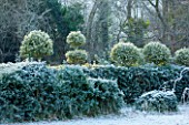 HIGHFIELD HOLLIES, HAMPSHIRE: ILEX CRENATA HOLLY HEDGE WITH CLIPPED TOPIARY SHAPES ON TOP IN FROST. EVERGREEN, ILEX, WINTER, DECEMBER, HEDGING, HEDGES
