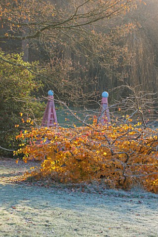 HIGHFIELD_HOLLIES_HAMPSHIRE_WINTER__CHRISTMAS__FROSTY_LAWN_AND_AUTUMN_COLOUR_ON_PARROTIA_PERSICA_WIN
