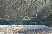 HIGHFIELD HOLLIES, HAMPSHIRE: WINTER - CHRISTMAS - ILEX CRENATA HOLLY HEDGE WITH CLIPPED TOPIARY SHAPES ON TOP IN FROST. EVERGREEN, ILEX, WINTER, DECEMBER, HEDGING, HEDGES