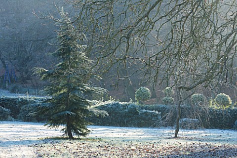 HIGHFIELD_HOLLIES_HAMPSHIRE_LEX_CRENATA_HOLLY_HEDGE_WITH_CLIPPED_TOPIARY_SHAPES_ON_TOP_IN_FROST_EVER