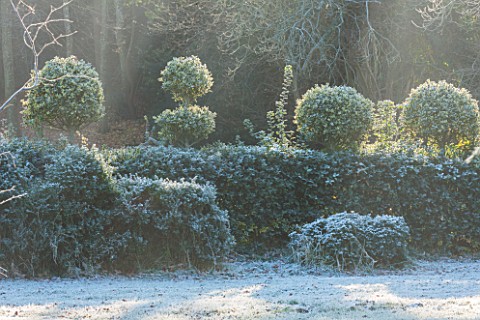 HIGHFIELD_HOLLIES_HAMPSHIRE_WINTER__CHRISTMAS__ILEX_CRENATA_HOLLY_HEDGE_WITH_CLIPPED_TOPIARY_SHAPES_