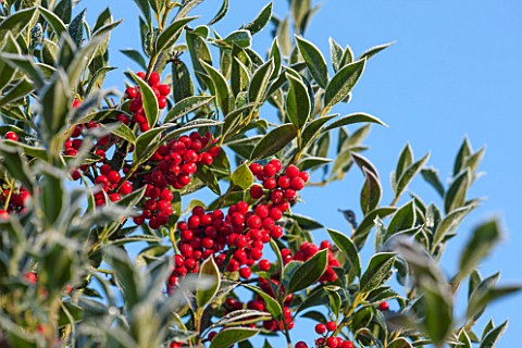 HIGHFIELD_HOLLIES_HAMPSHIRE_WINTER__CHRISTMAS__CLOSE_UP_PLANT_PORTRAIT_OF_RED_BERRIES_OF_HOLLY__ILEX