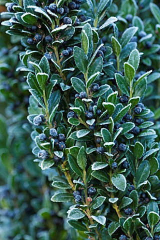 HIGHFIELD_HOLLIES_HAMPSHIRE_CHRISTMAS__CLOSE_UP_PLANT_PORTRAIT_OF_BLACK_BERRIES_OF_HOLLY__ILEX_CRENA