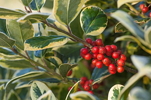 HIGHFIELD_HOLLIES_HAMPSHIRE_CHRISTMAS__CLOSE_UP_PLANT_PORTRAIT_OF_RED_BERRIES_OF_HOLLY__ILEX_X_ALTAC