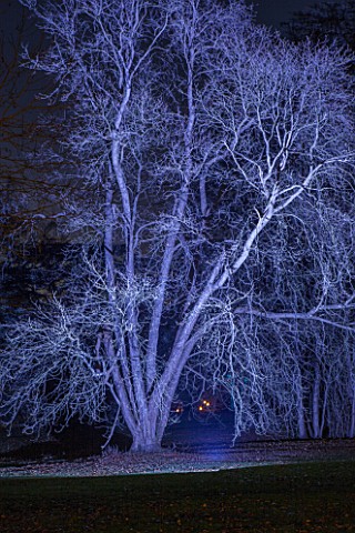 BLENHEIM_PALACE_OXFORDSHIRE_WINTER_CHRISTMAS__BEAUTIFUL_TREE_LIT_UP_AT_NIGHT__LIGHTING_LIGHT_ILLUMIN