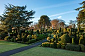 BRODSWORTH HALL, YORKSHIRE: DAWN. WINTER, JANUARY, TOPIARY EVERGREEN, BORDER, FORMAL, GARDEN, COUNTRY, CLIPPED, HOLLY, CEDAR OF LEBANON, ITALIANATE SUMMERHOUSE, LAWN