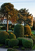 BRODSWORTH HALL, YORKSHIRE: DAWN. WINTER, JANUARY, TOPIARY EVERGREEN, BORDER, FORMAL, GARDEN, COUNTRY, CLIPPED, MONKEY PUZZLE, TREE