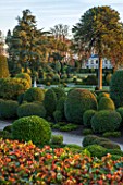 BRODSWORTH HALL, YORKSHIRE: DAWN. WINTER, JANUARY, TOPIARY EVERGREEN, BORDER, FORMAL, GARDEN, COUNTRY, CLIPPED, MONKEY PUZZLE, TREE