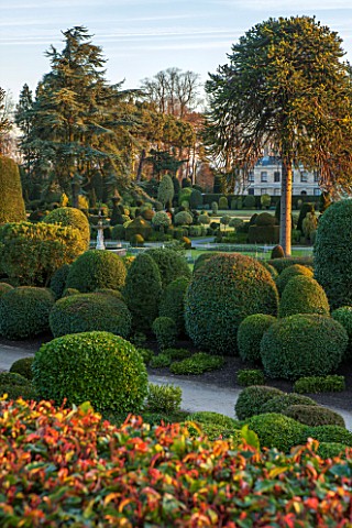 BRODSWORTH_HALL_YORKSHIRE_DAWN_WINTER_JANUARY_TOPIARY_EVERGREEN_BORDER_FORMAL_GARDEN_COUNTRY_CLIPPED