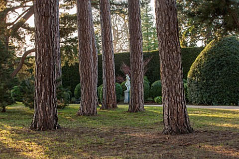 BRODSWORTH_HALL_YORKSHIRE_STATUE_SEEN_THROUGH_PINE_TREES_IN_THE_LAWN
