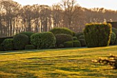 BRODSWORTH HALL, YORKSHIRE: VIEW ACROSS LAWN TO BORDER OF CLIPPED EVERGREEN TOPIARY. VICTORIAN, COUNTRY, GARDEN, COUNTRYSIDE, EVENING