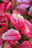 CLOSE UP PLANT PORTRAIT OF RED LEAVES OF NANDINA DOMESTICA FIREPOWER . HEAVENLY, BAMBOO, WINTER