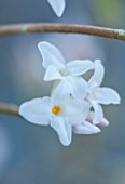CLOSE UP PLANT PORTRAIT OF WHITE FLOWER OF DAPHNE BHOLUA HAZEL EDWARDS. SCENT, SCENTED, FRAGRANT, SHRUB, FLOWERS, WINTER, JANUARY