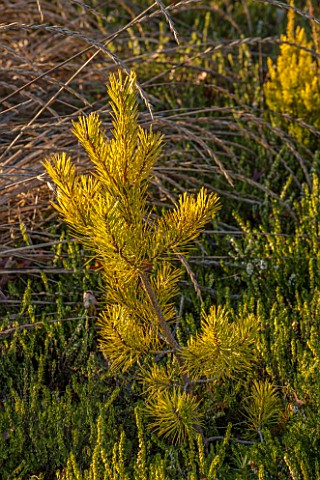 CLOSE_UP_PLANT_PORTRAIT_OF_FOLIAGE_OF_PINUS_SYLVESTRIS_GOLD_COIN__AGM_WINTER_JANUARY_EVERGREEN_LEAVE