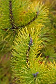 CLOSE UP PLANT PORTRAIT OF FOLIAGE OF PINUS CONTORTA CHIEF JOSEPH - AGM, WINTER, JANUARY, EVERGREEN, LEAVES, PINE, PINES, NEEDLES, CONIFER, GOLDEN, YELLOW