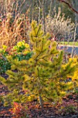 CLOSE UP PLANT PORTRAIT OF FOLIAGE OF PINUS CONTORTA CHIEF JOSEPH - AGM, WINTER, JANUARY, EVERGREEN, LEAVES, PINE, PINES, NEEDLES, CONIFER, GOLDEN, YELLOW