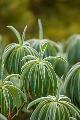 CLOSE_UP_PLANT_PORTRAIT_OF_THE_FROSTED_LEAVES_OF_EUPHORBIA_X_PASTEURII_FROST_FROSTY_WINTER_JANUARY_L