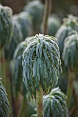 CLOSE UP PLANT PORTRAIT OF THE FROSTED LEAVES OF EUPHORBIA CHARACIAS SUBSP. WULFENII. FROST, FROSTY, WINTER, JANUARY, LEAVES, GREEN, SHRUB, SPURGE