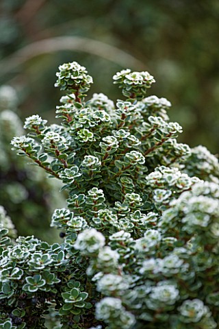 CLOSE_UP_PLANT_PORTRAIT_OF_THE_FROSTED_LEAVES_OF_ILEX_CRENATA_DAWRF_PAGODA_FROST_FROSTY_WINTER_JANUA