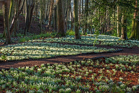 PAINSWICK_ROCOCO_GARDEN_GLOUCESTERSHIRE_WOOD_WITH_SNOWDROPS_WHITE_FLOWERS_WINTER_JANUARY_GALANTHUS_W