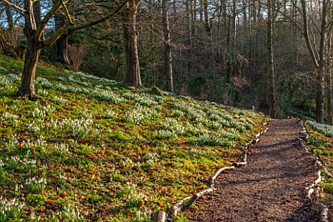 PAINSWICK_ROCOCO_GARDEN_GLOUCESTERSHIRE_WOOD_WITH_SNOWDROPS_WHITE_FLOWERS_WINTER_JANUARY_GALANTHUS_W