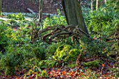 PAINSWICK ROCOCO GARDEN, GLOUCESTERSHIRE: WOODEN DEER ORNAMENT IN THE WOODLAND. SCULPTURE, WOOD, NATURAL, MOSS, FERNS, JANUARY, WINTER