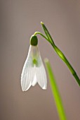 PAINSWICK ROCOCO GARDEN, GLOUCESTERSHIRE: CLOSE UP PLANT PORTRAIT OF THE WHITE FLOWER OF GALANTHUS ATKINSII, AGM, FLOWERS, BLOOM, BLOOMS, WINTER, JANUARY, SNOWDROP