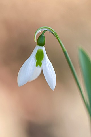 PAINSWICK_ROCOCO_GARDEN_GLOUCESTERSHIRE_CLOSE_UP_PLANT_PORTRAIT_OF_THE_WHITE_FLOWER_OF_GALANTHUS_ELW