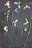 HILL CLOSE GARDENS, WARWICK: SNOWDROPS ON SLATE - FROM TOP - GALANTHUS LADY ELPHINSTONE, MELANIE BROUGHTON, BLONDE INGE, RODMARTON, NIVALIS, DIGGORY, CURLY, VIRIDIPICE, HILL POE