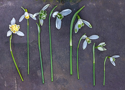 HILL_CLOSE_GARDENS_WARWICK_SNOWDROPS_ON_SLATE__FROM_LEFT__GALANTHUS_LADY_ELPHINSTONE_BLONDE_INGE_ROD