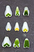 HILL CLOSE GARDENS, WARWICK: SNOWDROP PETALS ON SLATE - FROM TOP - GALANTHUS GREEN TIPS, LADY ELPHINSTONE, BLONDE INGE, SPINDLESTONE SURPRISE, ANNE OF GEIERSTEIN, DIGGORY, CURLY