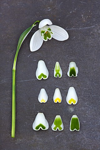 HILL_CLOSE_GARDENS_WARWICK_SNOWDROP_PETALS_ON_SLATE__FROM_TOP__GALANTHUS_GREEN_TIPS_LADY_ELPHINSTONE