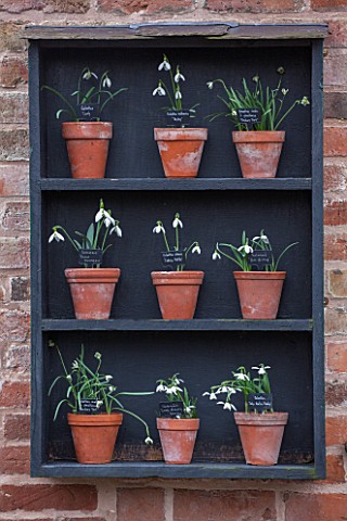 HILL_CLOSE_GARDENS_WARWICK_WOODEN_SNOWDROP_THEATRE_AGAINST_WALL_GALANTHUS_WINTER_FORMAL_CLASSIC_TERR