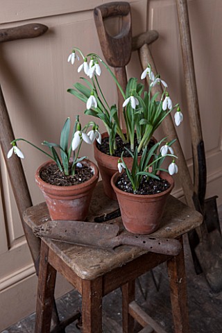 HILL_CLOSE_GARDENS_WARWICK_OLD_CHAIR_IN_SHED_WITH_TERRACOTTA_CONTAINERS_PLANTED_WITH_SNOWDROPS_GALAN