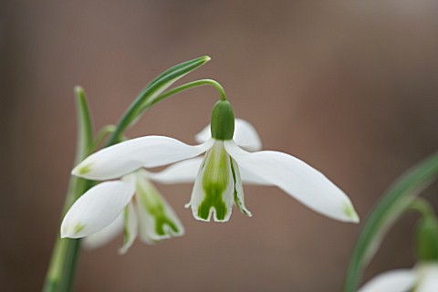 HILL_CLOSE_GARDENS_WARWICK_CLOSE_UP_PLANT_PORTRAIT_OF_THE_WHITE_FLOWER_OF_SNOWDROP__GALANTHUS_CURLY_