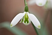 HILL CLOSE GARDENS, WARWICK: CLOSE UP PLANT PORTRAIT OF THE WHITE FLOWER OF SNOWDROP - GALANTHUS CURLY - FEBRUARY, WINTER, SPRING, PETALS, BULBS, SNOWDROPS, GREEN