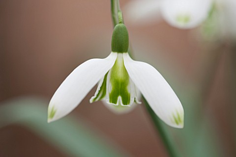 HILL_CLOSE_GARDENS_WARWICK_CLOSE_UP_PLANT_PORTRAIT_OF_THE_WHITE_FLOWER_OF_SNOWDROP__GALANTHUS_CURLY_