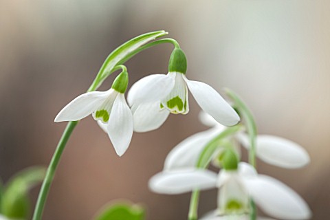 HILL_CLOSE_GARDENS_WARWICK_CLOSE_UP_PLANT_PORTRAIT_OF_THE_WHITE_FLOWER_OF_SNOWDROP__GALANTHUS_ELWESI