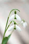 HILL CLOSE GARDENS, WARWICK: CLOSE UP PLANT PORTRAIT OF THE WHITE FLOWER OF SNOWDROP - GALANTHUS ELWESII WARWICKSHIRE GEMINI - FEBRUARY, WINTER, SPRING, PETALS, BULBS