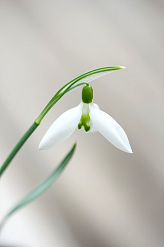 HILL_CLOSE_GARDENS_WARWICK_CLOSE_UP_PLANT_PORTRAIT_OF_THE_WHITE_FLOWER_OF_SNOWDROP__GALANTHUS_PEG_SH