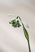 HILL CLOSE GARDENS, WARWICK: CLOSE UP PLANT PORTRAIT OF THE WHITE FLOWER OF SNOWDROP - GALANTHUS RODMARTON - FEBRUARY, WINTER, SPRING, PETALS, BULBS, GREEN